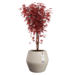 june split low 46cm greige